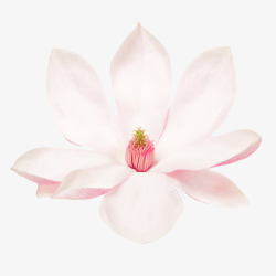 中心价值白色香味可见花芯的玉兰花瓣实物高清图片