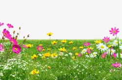 花朵小草绿色草地高清图片