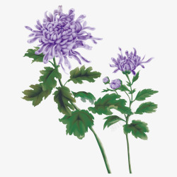 重阳节紫色菊花花朵装饰免素材