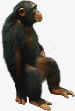 黑色大猩猩坐着的大猩猩高清图片