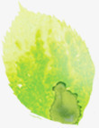 手绘绿色春季水彩树叶素材