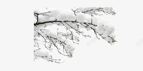 树枝上的积雪png免抠素材_88icon https://88icon.com 冬天 圣诞 新年 树枝 积雪