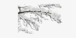 树枝上的积雪素材