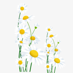 重阳节白色色菊花朵装饰免素材