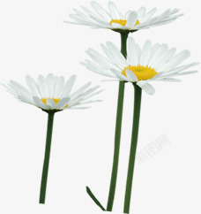 白色植物春季花朵素材