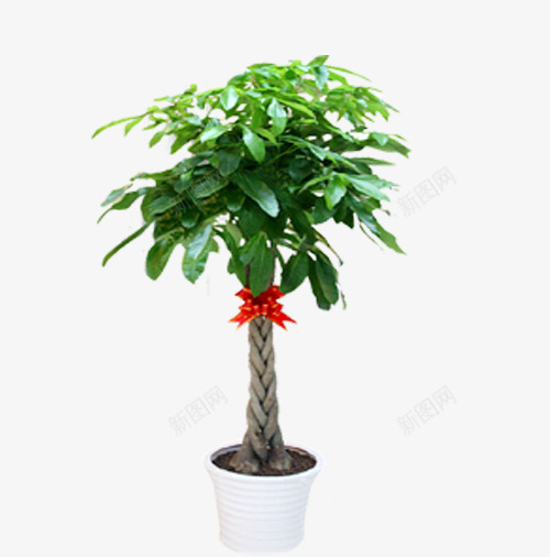 树木盆栽psd免抠素材_88icon https://88icon.com psd 大植物淘宝免费下载 海报 淘宝 白色 盆栽 绿植