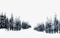 冬天雪松雪松雾凇高清图片