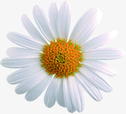 清新春季白色花朵装饰素材