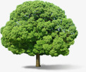 绿色立面树木装饰元素png免抠素材_88icon https://88icon.com 元素 树木 立面 绿色 装饰