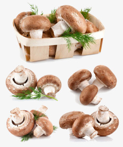 野生蘑菇一盒蘑菇高清图片