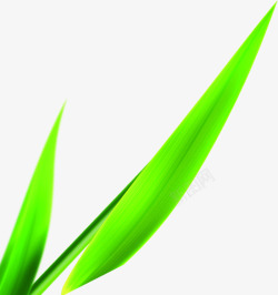 端午节绿色芦苇叶子素材