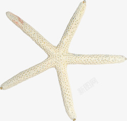 海星免抠图素材摄影白色海星沙滩图高清图片