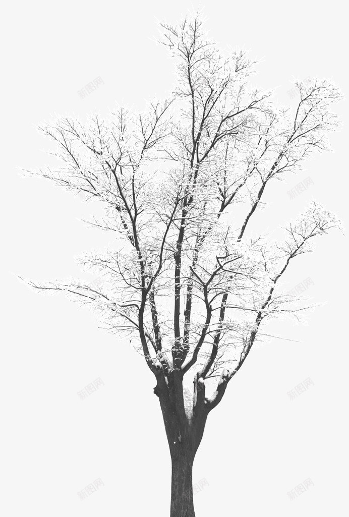 冬天中的雪花覆盖的树png免抠素材_88icon https://88icon.com 冬天 创意 简约 设计