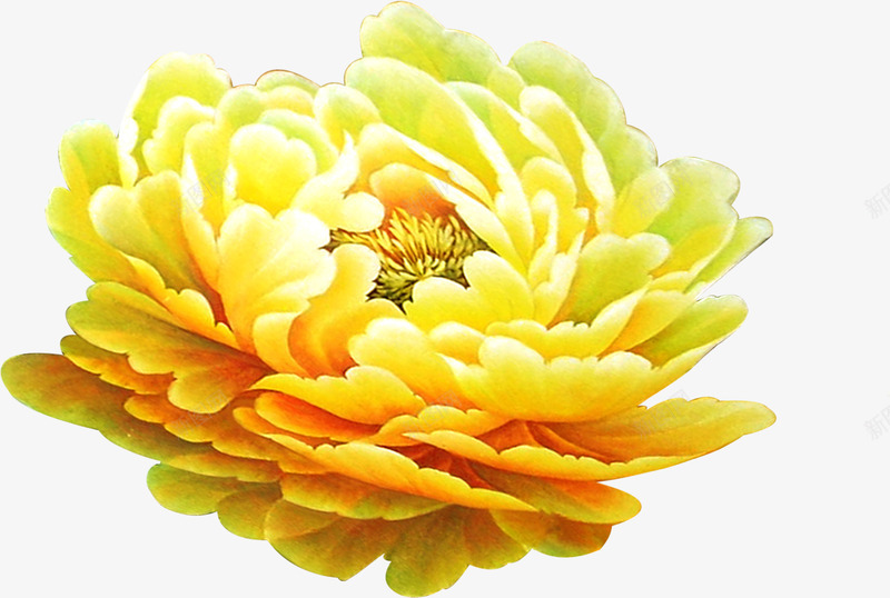 黄色富贵花插画背景png免抠素材_88icon https://88icon.com 富贵 插画 背景 黄色