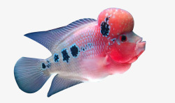 罗汉鱼粉色珍珠罗汉鱼高清图片