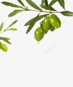绿色液体绿色橄榄油高清图片