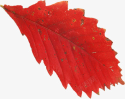 红色叶子秋冬新品上市素材