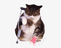 手拄拐杖受伤的猫咪片高清图片