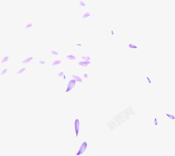 飞舞的紫色花瓣素材