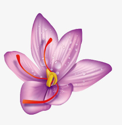紫色水珠藏红花高清图片