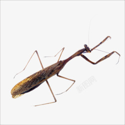 保护色螳螂螳螂高清图片