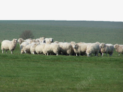 草原羊群绿色草原牧场高清图片