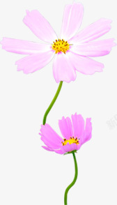 春季清新粉色美化花朵素材