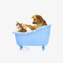 猫咪洗澡可爱狗狗和猫咪高清图片