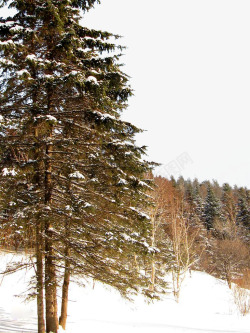 雪地景观冬季松树林高清图片