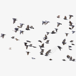 鸽子和平鸽鸟群海鸥素材