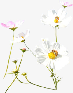 白粉色清新植物春季小花素材