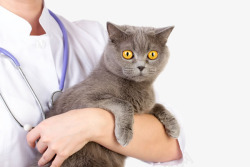 动物生病可爱怀抱小猫高清图片