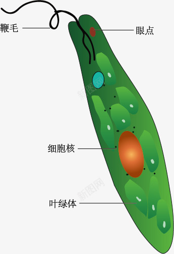 眼虫示意图png免抠素材_88icon https://88icon.com 手绘 生物教学 眼虫 示意图 细胞结构 绿色