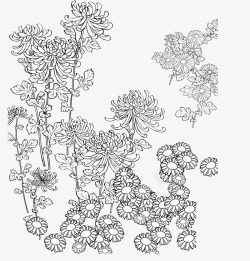 手绘装饰线描菊花图案矢量图素材