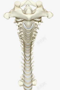 人体脊柱骨头素材
