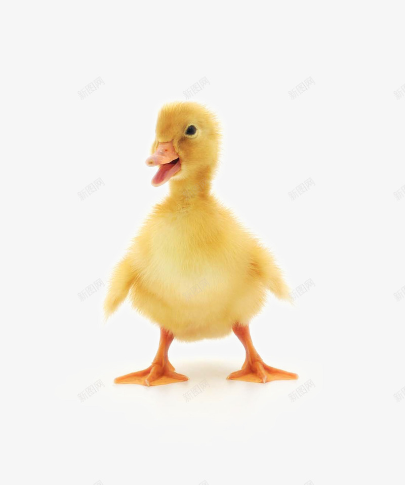 可爱的黄色鸭子png免抠素材_88icon https://88icon.com 动物 动物世界 动物摄影 可爱的鸭子 可爱的黄色鸭子 图片 图片素材 幼崽图片鸭子 幼崽小鸭子 陆地动物
