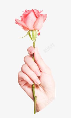 一枝玫瑰花粉色手拿着玫瑰素材