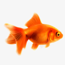 鱼儿水中游红色金鱼高清图片