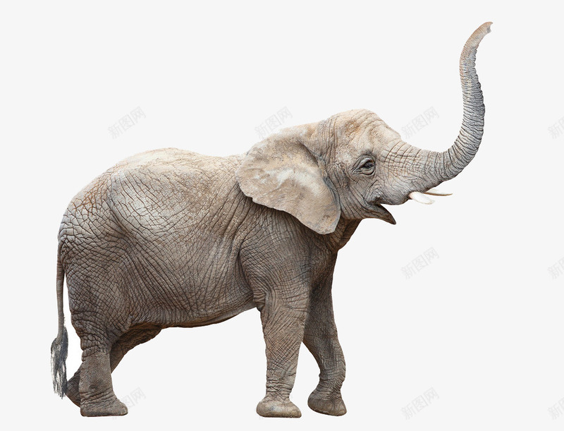 大象侧面图png免抠素材_88icon https://88icon.com 侧面 动物 大象 巨型