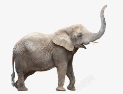 巨型动物大象侧面图高清图片
