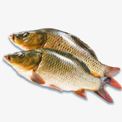 黄河鲤鱼活鱼食材产品实物高清图片