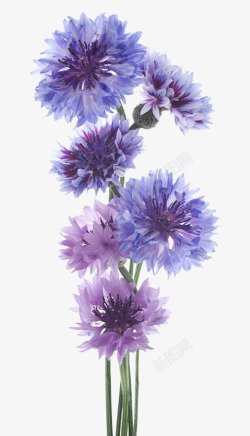 紫色花草唯美矢车菊花束高清图片