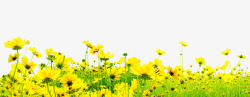 教师节黄色花朵草地素材