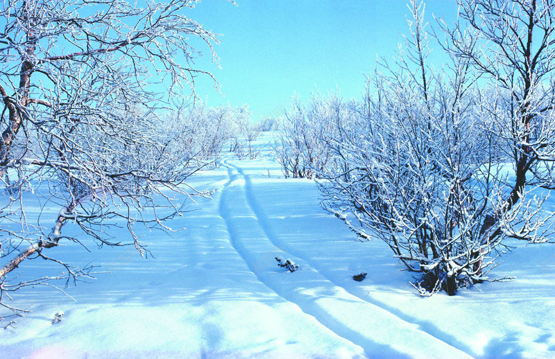 白色纯净公园大树png免抠素材_88icon https://88icon.com 公园 大树 白色 纯净