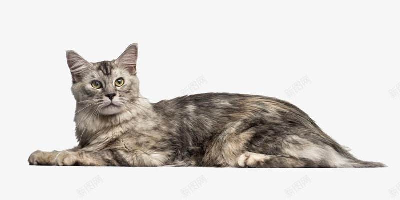 趴着的黑灰色猫咪png免抠素材_88icon https://88icon.com 动物 可爱 宠物 猫咪