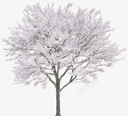 白色花朵树木树枝立面树素素材