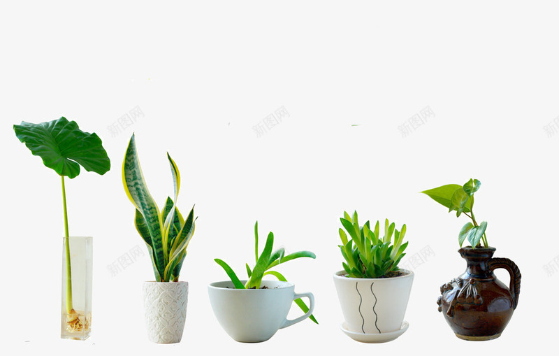 五盆绿色植物png免抠素材_88icon https://88icon.com 五盆花 植物 绿色 花盆