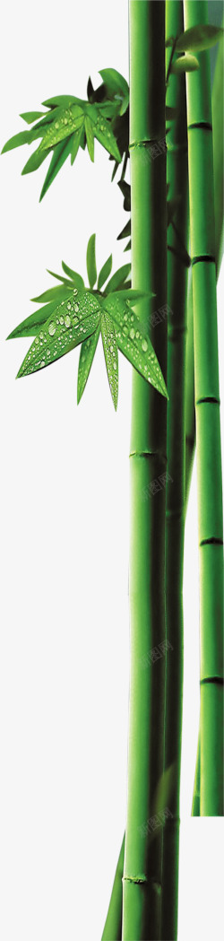 竹子绿叶端午节装饰素材
