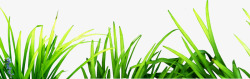 春季黄绿色小草植物素材