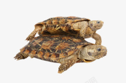 鳄鱼龟最古老的爬行动物黄壳鳄龟实物高清图片